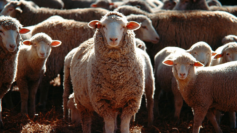 Şükür Kurbanı Ne Zaman Kesilir